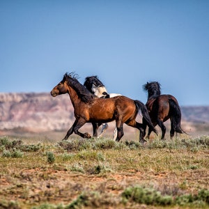 Wild Horse Photography, Horse Wall Art, Mustang Horse Art, Wild Horse, Wyoming art, McCullough Peaks,Wildlife Photography,