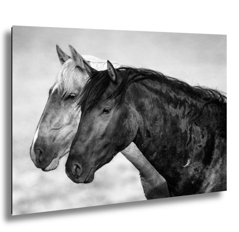 Wild Mustang Black and White Photo Print: Mccullough Peaks Wyoming - Etsy