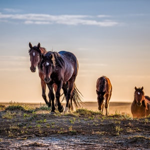 Wild Mustang Horse Photo Canvas: Wyoming Prairie Art Print