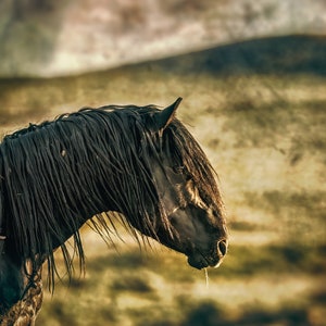 Wild Stallion Photo Print: Wyoming Horse Wall Art