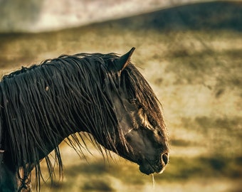 Wild Stallion Photo Print: Wyoming Horse Wall Art