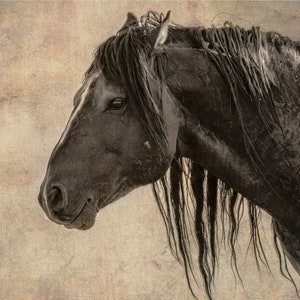 Wild Horse photography, Wild horse wall art, Horse photography,Mustang Photo, Wild Horse Photography, Horse Decor,Print,Canvas,Metal