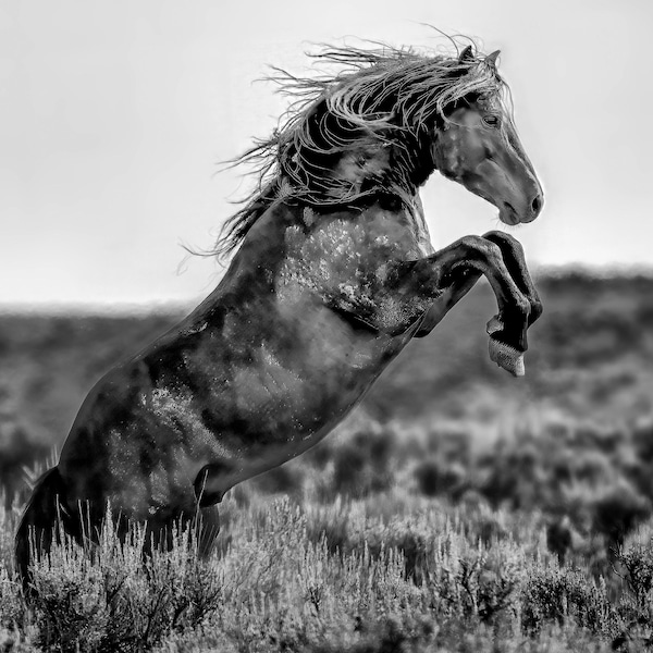 Wild Mustang Rearing: Wyoming Black and White Horse Art Print