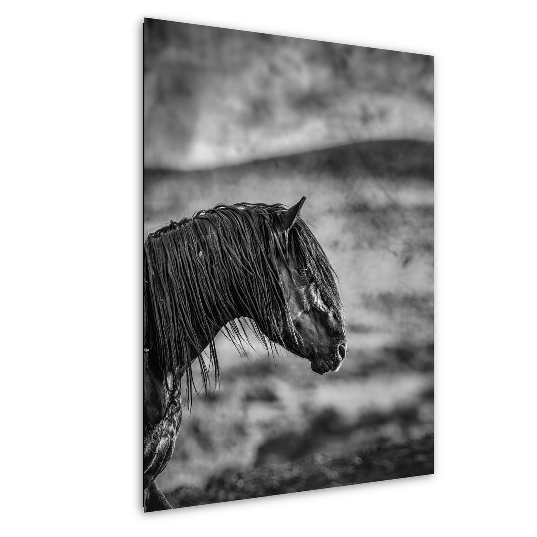 Wild Stallion Black and White Photo Print: Western Wall Art - Etsy