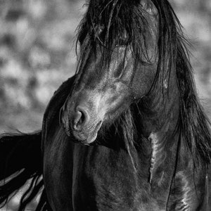 Wild Horse Photography Canvas, Black and White, Horse Photo,  Horse Art Print, Wild Horse Photo,  Horse Print , McCullough Peaks Wy.