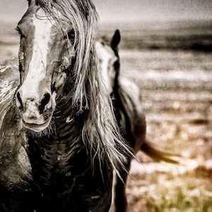 Wild Horse Photography print  Horse Wall art Utah Wild Horse photography  Onaqui Wild Horse , Wild Mustang,  Print,Canvas,Metal