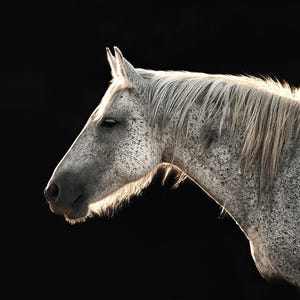 Wild Horse Wall Art  Warrior Print Canvas Wild Stallion  Wyoming Rustic Home Wall Decor
