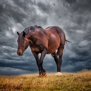 Wild Horse Photography, Horse Photo Wild Mustang,  &quot;Chaco&quot; Horse Art Print, Wild Horse Photo,  Horse Print for Home , McCullough Peaks Wy.