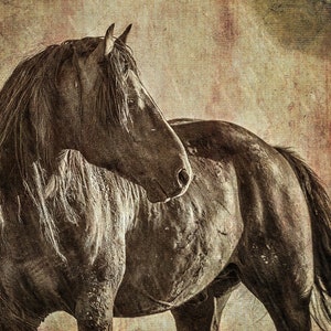 Wild Horse Photography Print &quot;Rugged Beauty&quot; – McCullough Peaks Stallion | Western Wall Art | Wyoming Wild Horses | Canvas or Paper Print