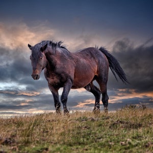 Wild Horse Photography wall Art , Wild Horse Photo Canvas ,  Wild Horse Photography, Wild Mustang Against Clouds Print,Canvas.Metal