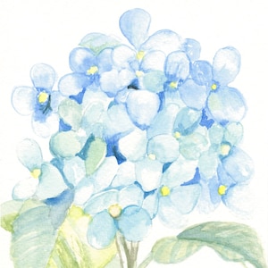 Cartes de correspondance d'hortensia bleu