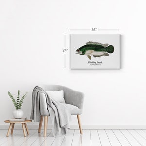 Climbing Perch Anabas Testudineus Fish Painting Marine Animal Canvas Wall Art Print Ocean Sea Fishing Nautical Decor Coastal Kids Room Decor image 6