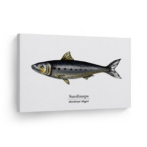 Sardinops Sardinops Sagax Fish Painting Marine Animal Canvas Wall Art Print Ocean Sea Fishing Nautical Decor Coastal Kids Room Decor