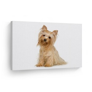 Pretty Yorkie Yorkshire Terrier Dog Sitting Animal Canvas Wall Art Print Pet Owner Dog Lover Gift Living Room Kids Baby Nursery Room Decor