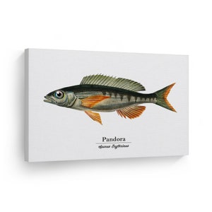 Pandora Sparus Erythrinus Fish Painting Marine Animal Canvas Wall Art Print Ocean Sea Fishing Nautical Decor Coastal Kids Room Decor