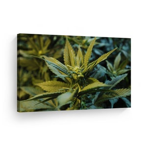 Smoke Wall Art Canvas Wall Art Print Marijuana Plant Just Flowered High onWeed Home Decor Artwork Living Room Office Decor