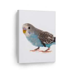 Cute Budgie Budgerigar Parakeet Animal Canvas Wall Art Print Pet Bird Lover Living Room Bedroom Veterinary Kids Baby Nursery Room Decor