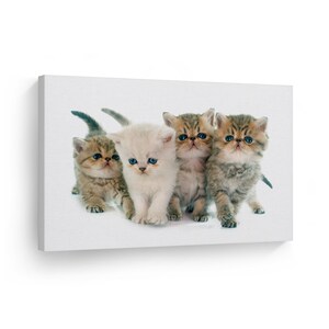 Cute Four Exotic Shorthair Kitten Portrait Animal Canvas Wall Art Print Pet Owner Cat Lover Gift Living Room Kids Baby Nursery Room Decor