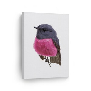 Pretty Australian Pink Robin Bird Illustration Animal Canvas Wall Art Print Pet Bird Lover Veterinary Kids Baby Nursery Room Decor