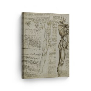 Human Body by Leonardo Da Vinci Canvas Wall Art Famous Art Painting Reproduction Classic Art Modern Home Decor
