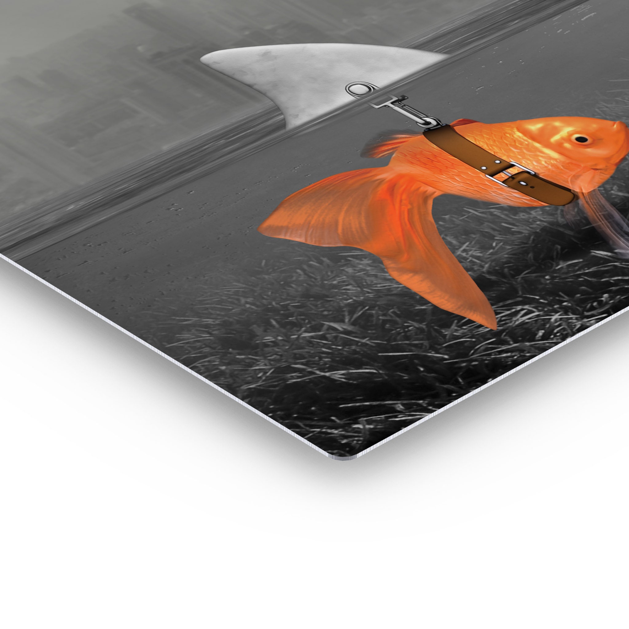 Mindset Metal Print Black and White Goldfish Shark - Etsy