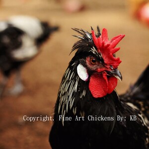 Tyler, Chicken photo, Rooster photo, Rooster decor, Farmhouse decor, chicken art