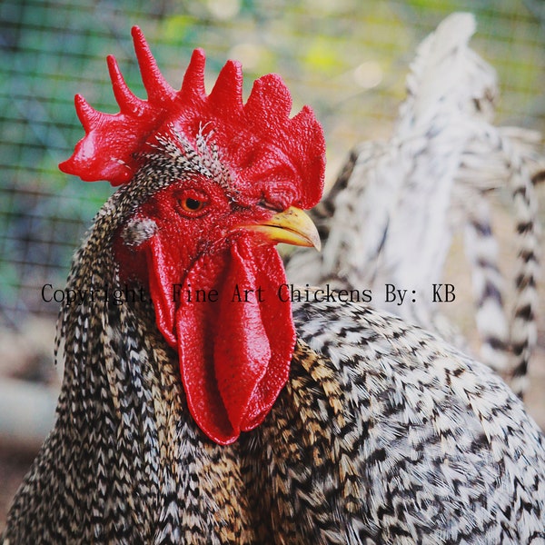 Rooster Portrait, Fine Art Rooster photo, chicken photography, farm animal decor, Country kitchen, farmhouse, digital download