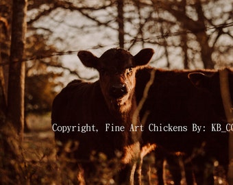Morning light Cow, Cow photography, Farm animal art, Farmhouse photography, Cow art