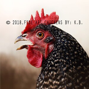 Snow the Hen, chicken photograph, farm photography, fine art chicken photo, chicken printable, digital download