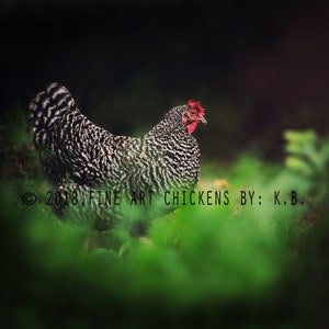 Lovely Bubbles chicken photograph, farm photography, fine art chicken photo, chicken printable, digital download