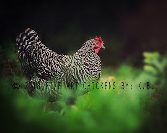 Lovely Bubbles chicken photograph, farm photography, fine art chicken photo, chicken printable, digital download