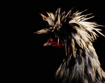 Rooster Profile, Rooster Fine Art photo, Country farmhouse, Fine Art Farm animal photograph, Chicken art, digital download, rooster art