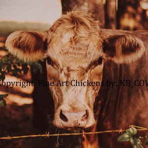 Curious Cow, COW fine art photo, cow decor, farmhouse wall art, country home decor, farmhouse decor, cow art, cow digital download