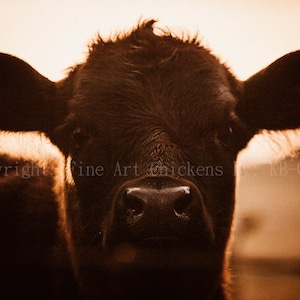 Cow photograph, Vintage Vibe Cow photo, Fine Art Cow photo, Digital Download, Golden light Cow, Fine Art Farm animal art, Country farmhouse