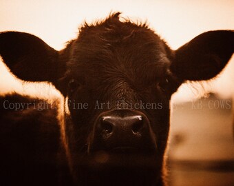Koe foto, vintage sfeer koe foto, Fine Art koe foto, digitale download, gouden lichte koe, Fine Art boerderij dieren kunst, landboerderij