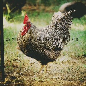 Regal Rooster, chicken photograph, farm photography, fine art chicken photo, chicken printable, digital download