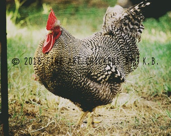 Regal Rooster, chicken photograph, farm photography, fine art chicken photo, chicken printable, digital download