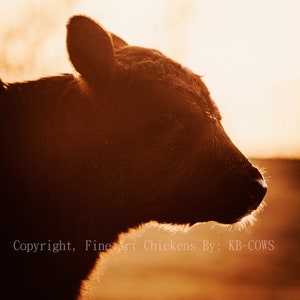 Cow Photo Profile, Cow Fine Art Photograph, Farm animal photography, Country Farmhouse decor, digital download