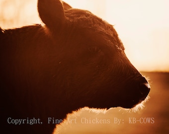 Cow Photo Profile, Cow Fine Art Photograph, Farm animal photography, Country Farmhouse decor, digital download
