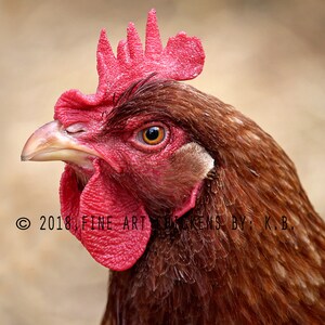 Hazy the Hen, chicken photograph, farm photography, fine art chicken photo, chicken printable, digital download