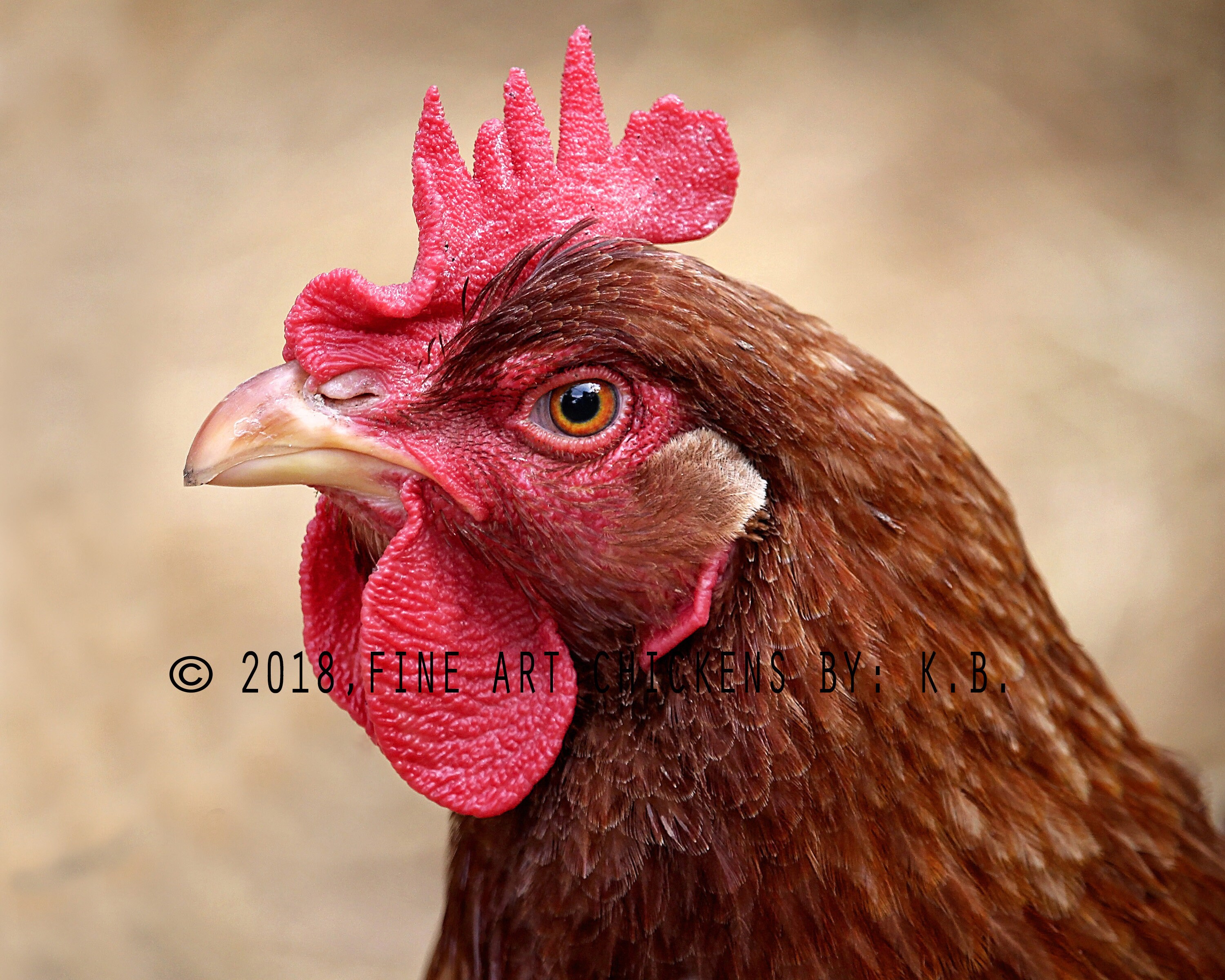 Hazy the Hen, chicken photograph, farm photography, fine art chicken photo, chicken printable, digital download