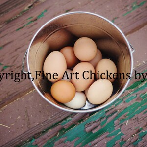 EGGS, Egg bucket, bucket of eggs, kitchen wall art, farmhouse, egg photo, egg wall art, chicken eggs, Fine Art egg photo, Digital download