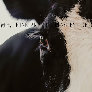 COW photo, digital download, printable cow photo, black and white cow, farmhouse decor, farm animal photo