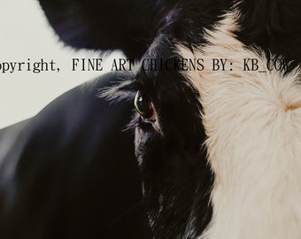 COW photo, digital download, printable cow photo, black and white cow, farmhouse decor, farm animal photo