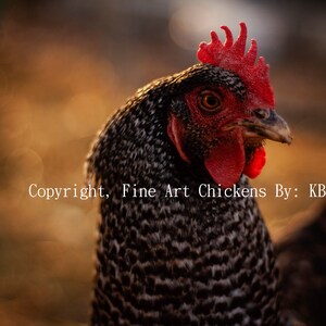 Scarlett, Farm animal art, Chicken decor, Farmhouse decor, Chicken photo