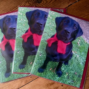 Cartão de felicitações. Nosso lindo Alfie Black Labrador