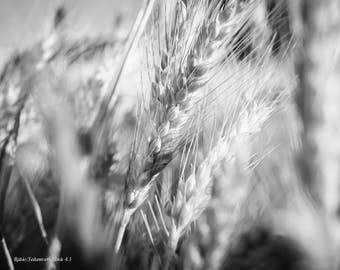 Sommer Detail, Naturfotografie, minimale Fotografie, schwarz weiß Druck Download, Weizen Detail, Sommer Brise, Haus Büro Hotel Dekor