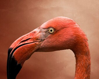 Flamingo Druck, Flamingo Fotografie, sofortiger Druck Download, Farbdruck, Flamingo Poster, Kinderzimmer druckbare sofortiger digitaler Download