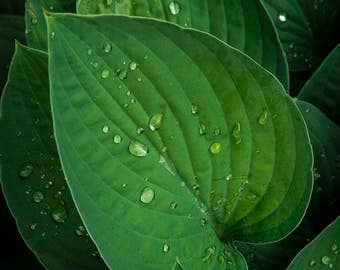 Grün, abstrakte Fotografie, Print Download, Blätter, Wassertropfen, minimales Stillleben, Natur, Regen, Geschenkidee, Haus Büro Hotel Dekor