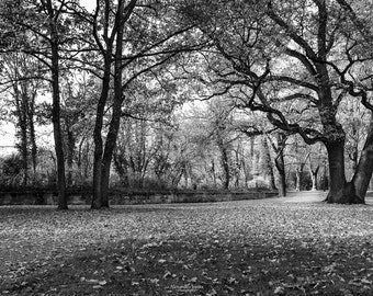 Im Park, Ansbach, Fotografie, Print Download, schwarz weiß Panorama Fotografie, Landschaft, Natur Herbst, Haus Büro Hotel Dekor